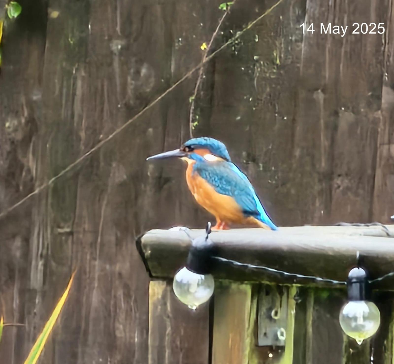 Woodies Peasmarsh Buitenkant foto